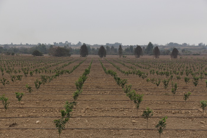 Se Inició la plantación de Mandarina Orri en Chincha